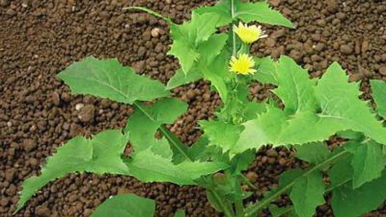 mlec_rolni syngenta  