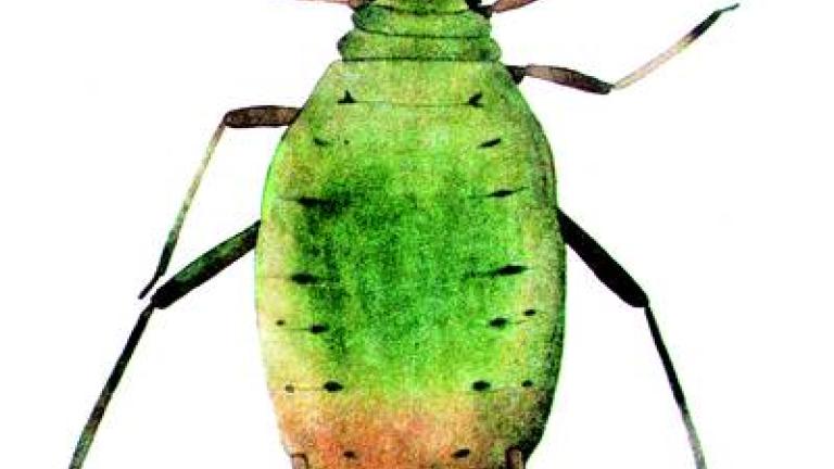 mšice syngenta