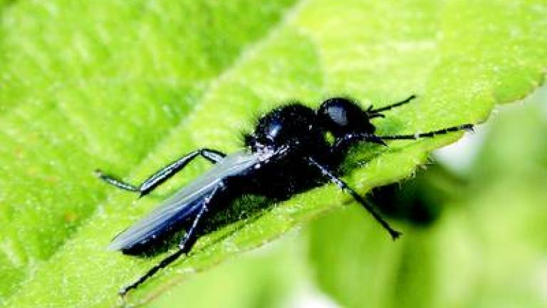 muchnice zahradni syngenta 