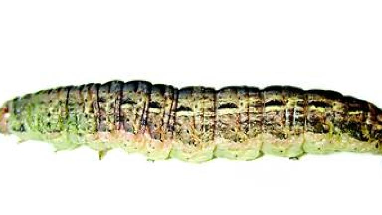osenice polni syngenta 