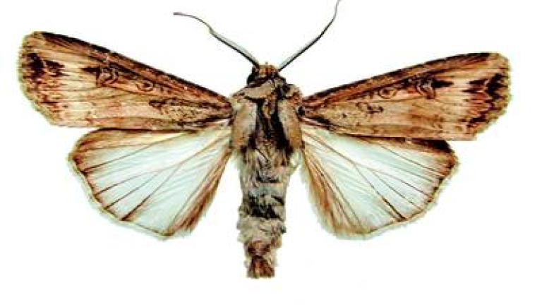 osenice ypsilonova syngenta 