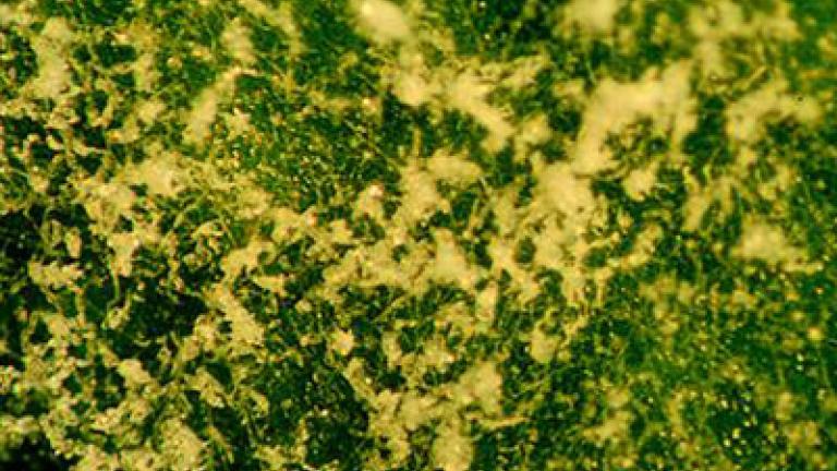 padli_repne syngenta 