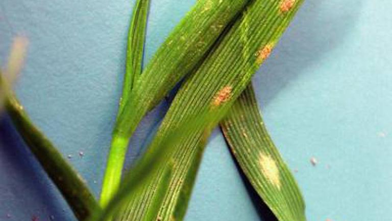 padli_travni syngenta 