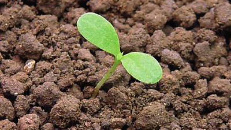 pchac rolni syngenta 