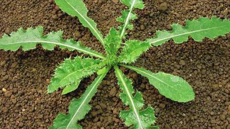 pchac rolni syngenta