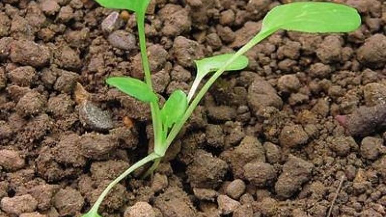 penizek_rolni syngenta 