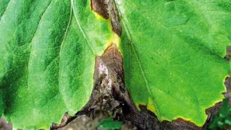 plisen_seda syngenta