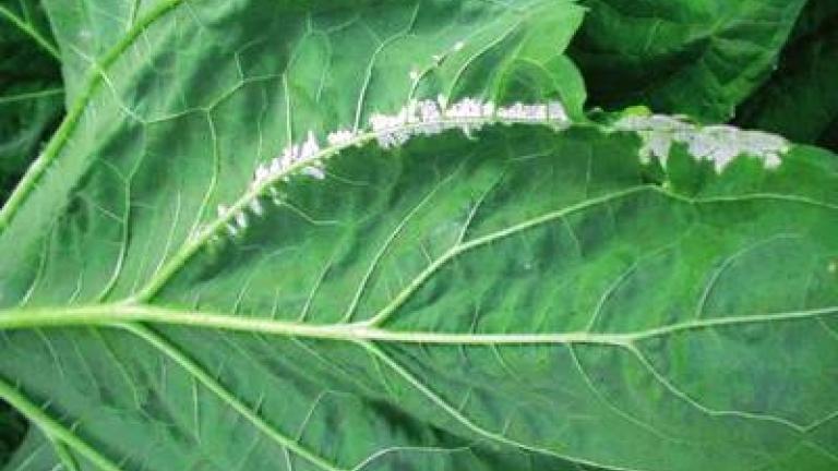 plisen_slunecnicova syngenta 