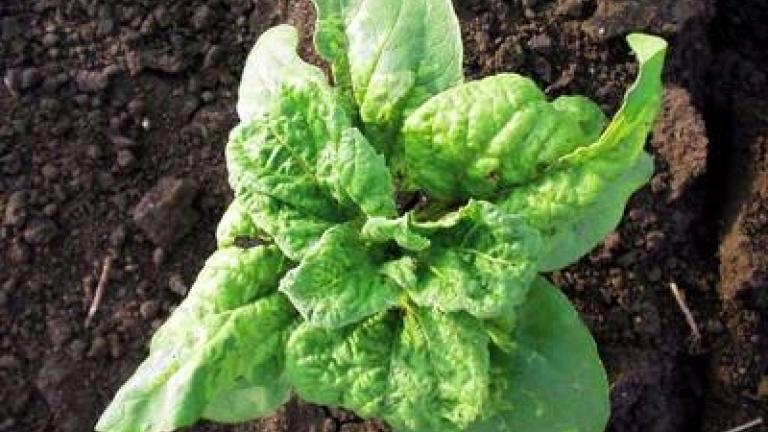 plisen_slunecnicova syngenta 