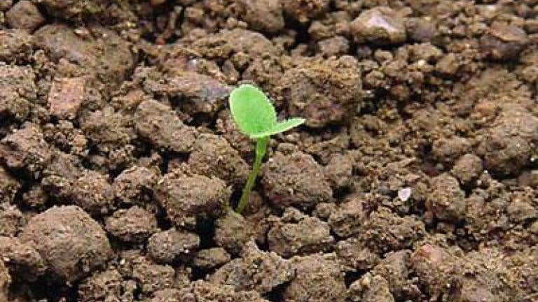 pomnenka_rolni syngenta 