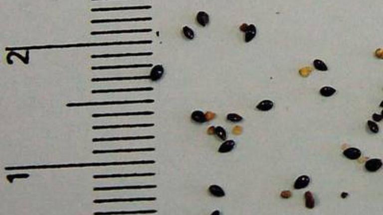 pomnenka_rolni syngenta 