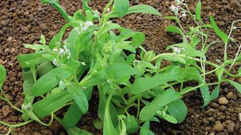 pomnenka_rolni syngenta 