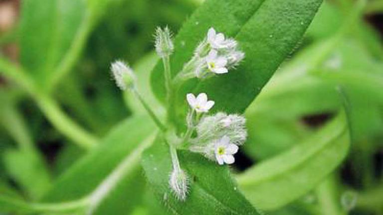 pomnenka_rolni syngenta 