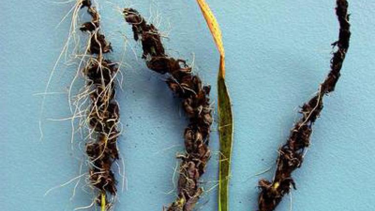 prasna_snet_jecna syngenta 
