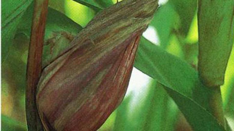 prasna_vrcholova_snet syngenta 