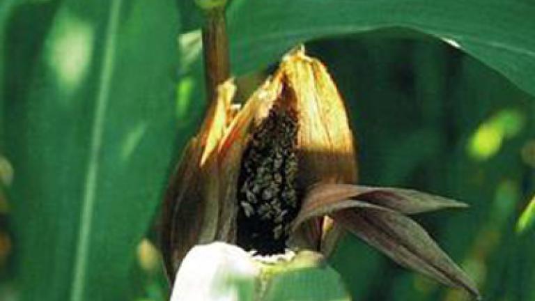 prasna_vrcholova_snet syngenta 
