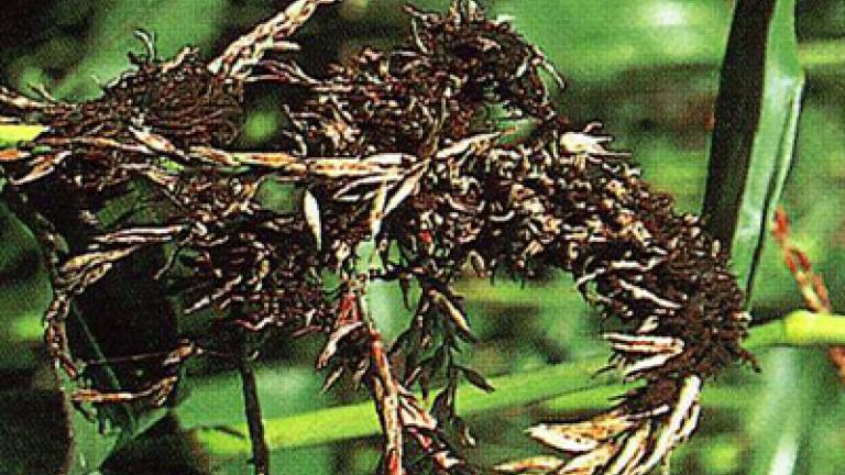 prasna_vrcholova_snet syngenta 