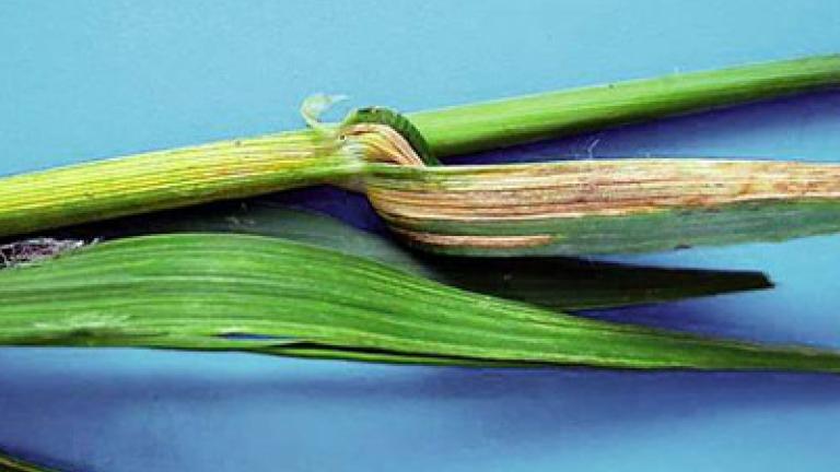 pruhovitost_jecmene syngenta 