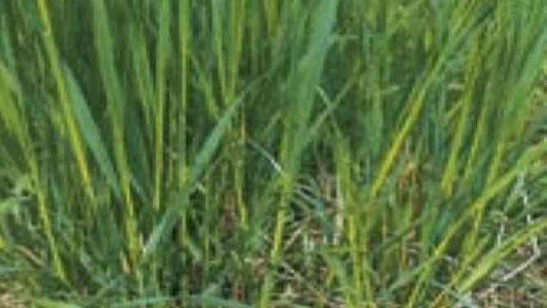 psarka_lucni syngenta 