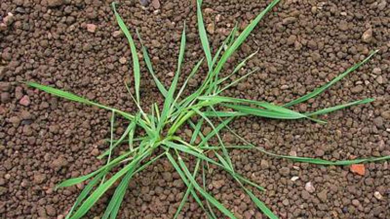 psarka_polni syngenta 