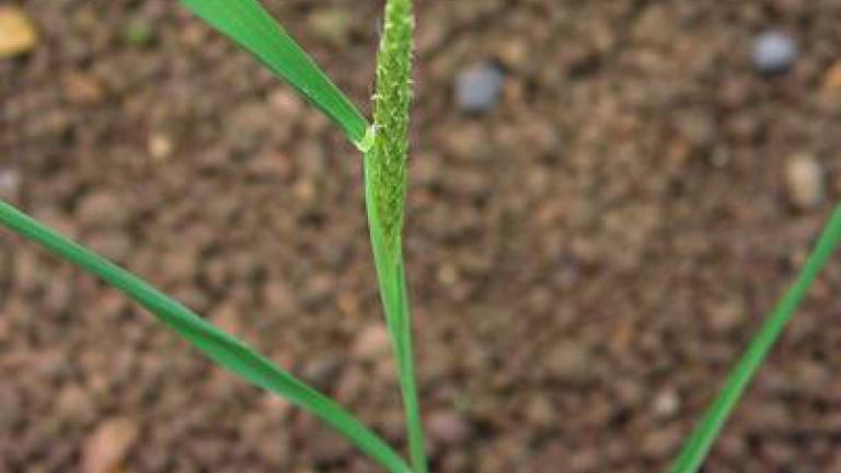 psarka_polni syngenta 