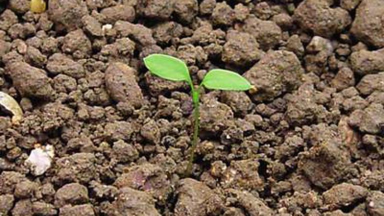ptacinec_prostredni syngenta 