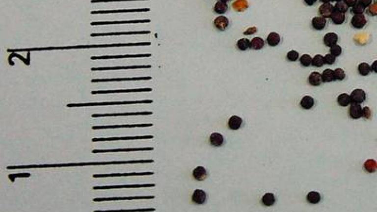ptacinec_prostredni syngenta 