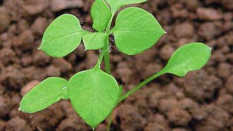 ptacinec_prostredni syngenta 