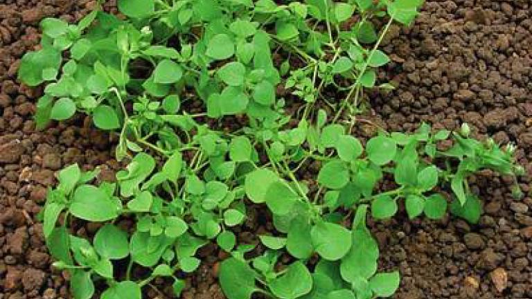 ptacinec_prostredni syngenta  