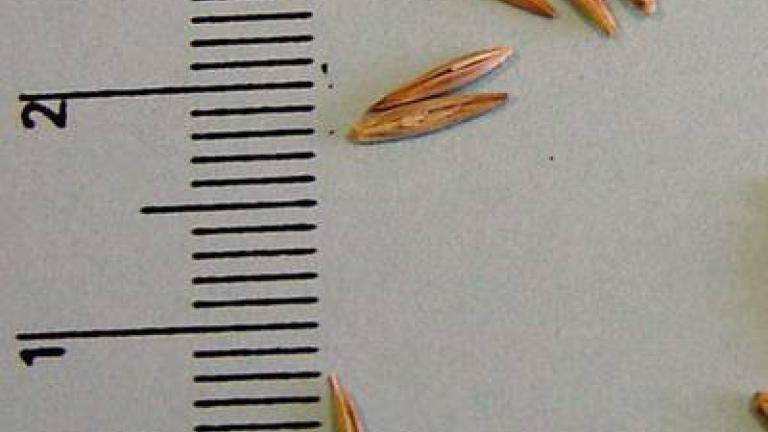 pyr_plazivy syngenta 