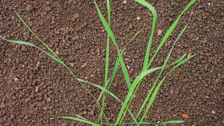 pyr_plazivy syngenta 