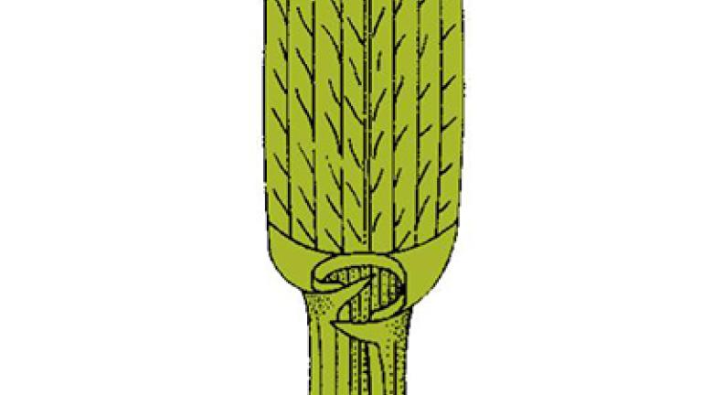 pyr_plazivy syngenta