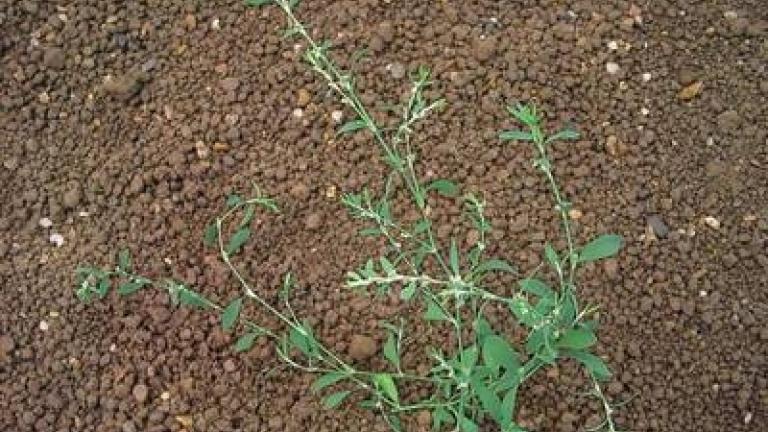 rdesno_ptaci syngenta 