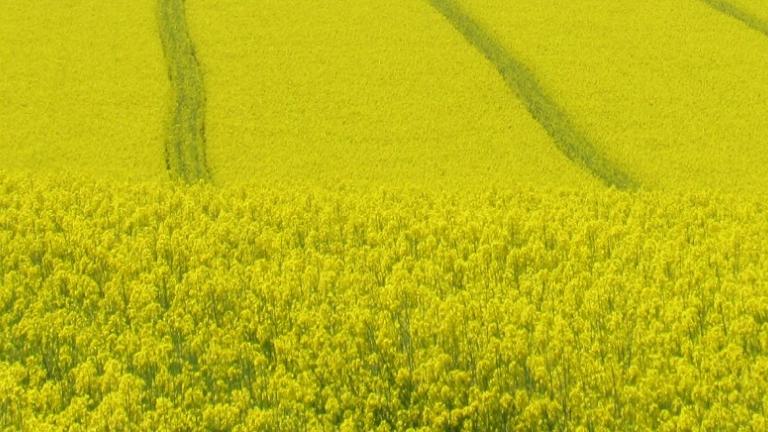 repka_banner_hp syngenta 