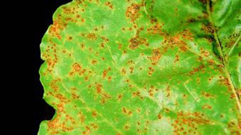 rez_repna syngenta 