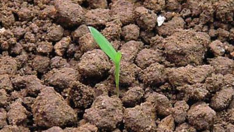 rosicka_krvava syngenta 