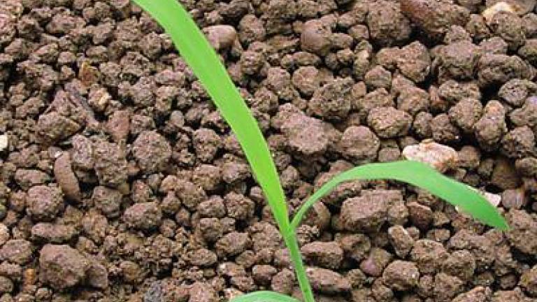 rosicka_krvava syngenta 