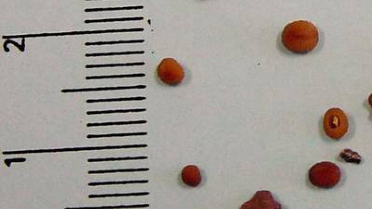 rozrazil_brectanolisty syngenta 