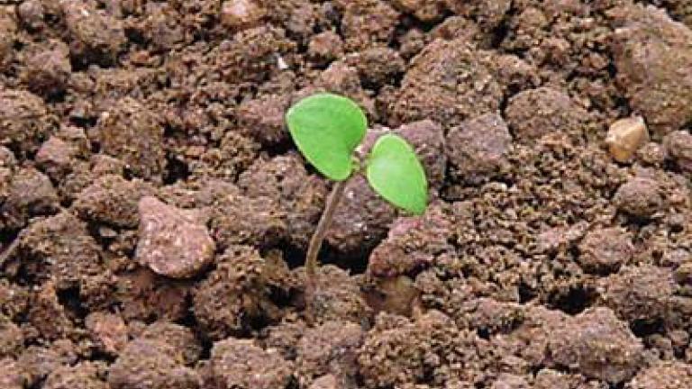 rozrazil_persky syngenta 