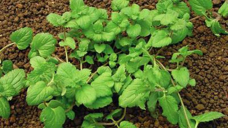 rozrazil_persky syngenta 