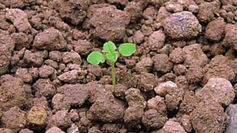 rozrazil_rolni syngenta 