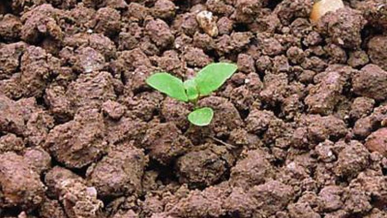 rozrazil_rolni syngenta