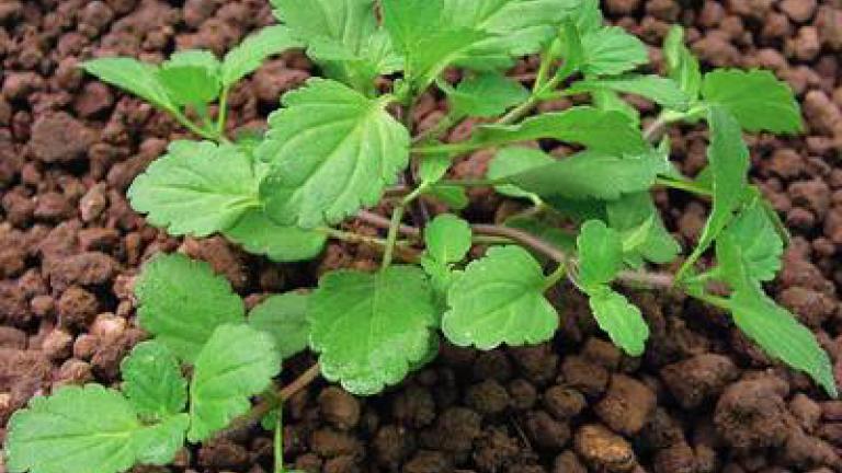rozrazil_rolni syngenta 