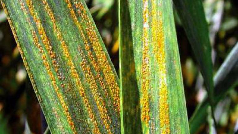 Hrdze syngenta 