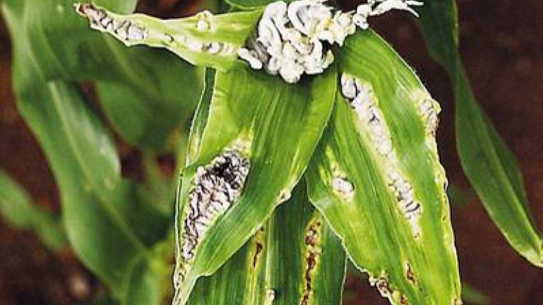snet_kukuricna syngenta 