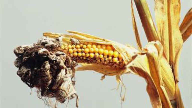 snet_kukuricna syngenta 