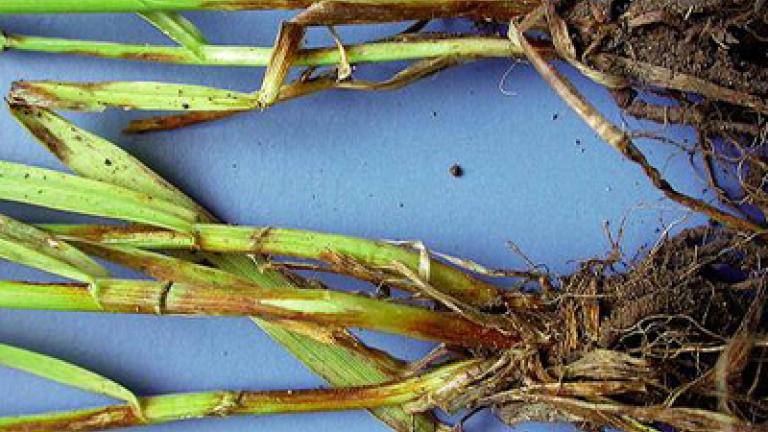 steblolam syngenta 