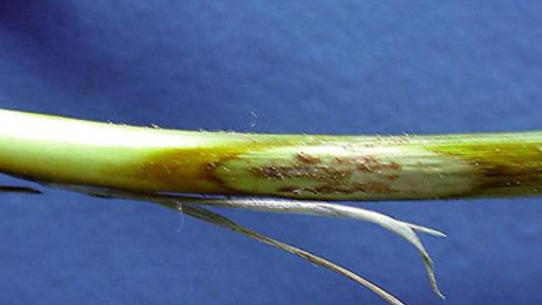 steblolam syngenta 