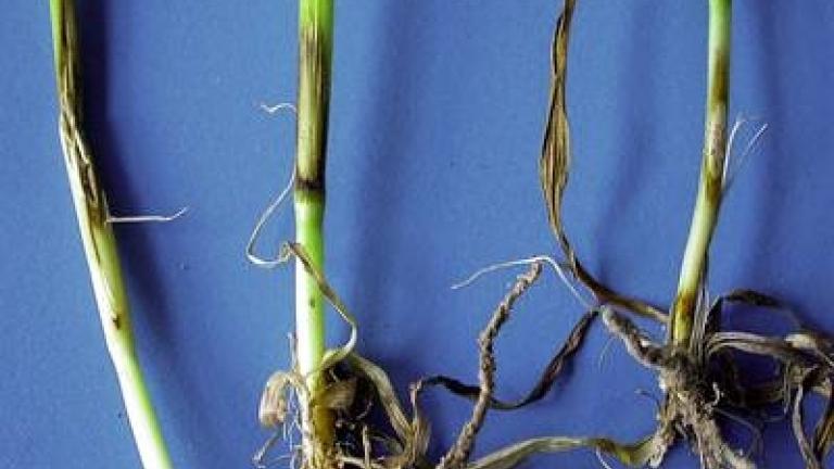 steblolam syngenta 