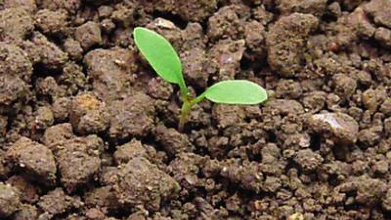 stovik_kaderavy syngenta 